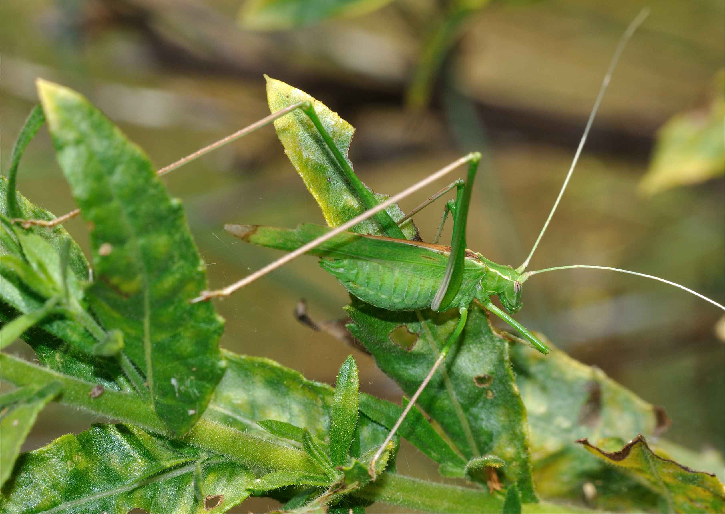 Tutte Tylopsis lilifolia